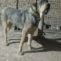 سگ پژدر 22ماهه