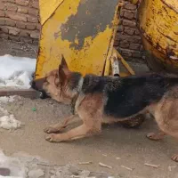 سگ ژرمن|سگ|اصفهان, بوستان ناژوان|دیوار
