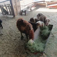 3راس میش بره دار