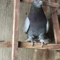 کفتر پیس نر