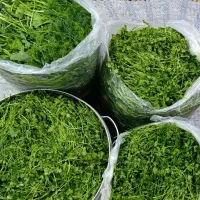 سبزی|خوردنی و آشامیدنی|بهبهان, |دیوار