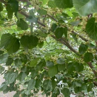 زمین فیروز بهرام شهاب شهر