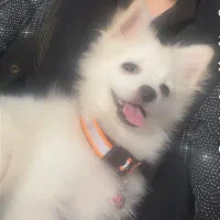 پامر. سفید. نر. دو ماهه واکسینه شده