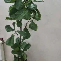 درختچه فیکوس لیراتا آفریقایی