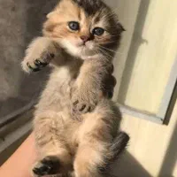 اسکاتیش تبی گلد