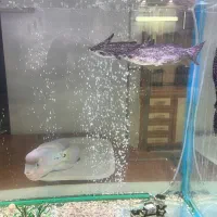 ماهی اکواریومی