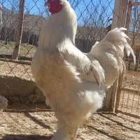 خروس برهما جوان