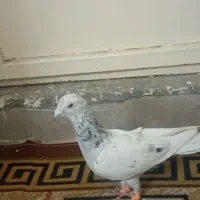 کفتر سار