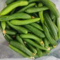 خیار فضای باز