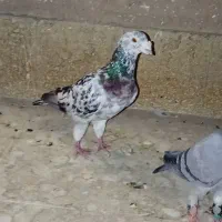 کفتر سار سرور هفترنگ سینه کله بخونید