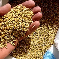 گندم کیلو  ۴۰