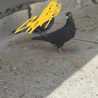 کبوتر زاغ