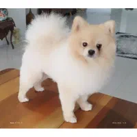 آموزش اصلاح حیوانات