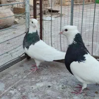 سه جفت طوقی کادرست