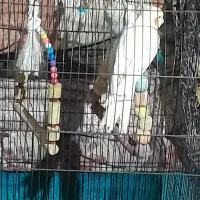 دوعددعروس هللندی نرو ماده با قفس یک متری وکلبه