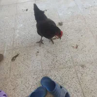 مرغ سیاه وطاقچه رنگی
