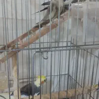 عروس هلندی ۳ عدد یکجا با قفس