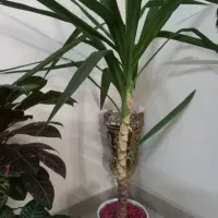 یوکا