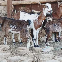 فروش ۲ راس چبش زایش اول