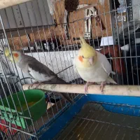 عروس هلندی اصل هلند