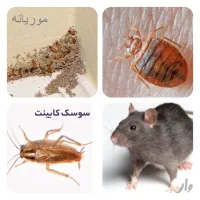 سم پاشی دائم باضمانت کتبی موریانه ساس سوسک موش مار