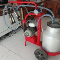 شیر دوش گاو