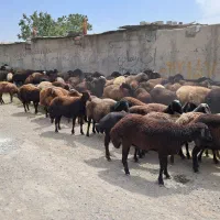 ۲۰۰ راس میش افشاری جوان گله