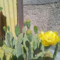 کل کاکتوس باکلدان کل هم دارد