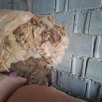 پشم گوسفند