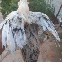 خروس گلین
