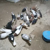 کبوتر ۵۰عدد رنگی