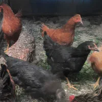 فروش مرغ جوان