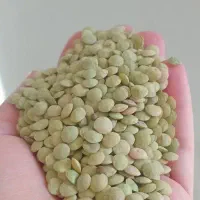 عدس