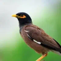 مرغ مینا