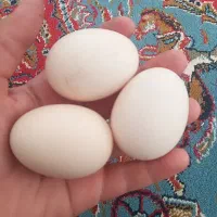 تخم مرغ لاری