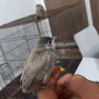 جوجه قناری