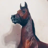 نریان دوسروارداتی سیلمی