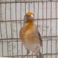 سهره قناری  سرع