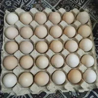 تخم مرغ خونگی