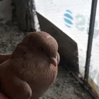 پرنده گرفته