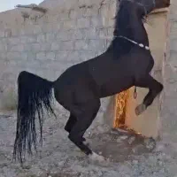 کره نریان 3ساله مشکی