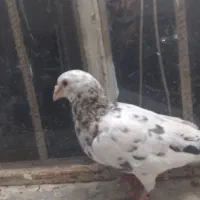 کفترسرور هفت رنگ