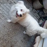 سگ بازیگوش نر