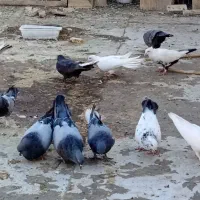 کبوتر پر و بازی دار