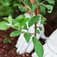 اسپار