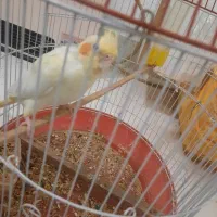 عروس هلندی نر