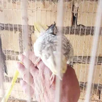پرنده