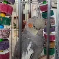 عروس هلندی