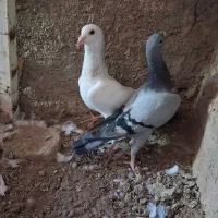هفت رنگ