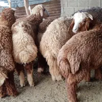 بره نر عربی